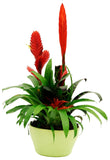 Stunning Bromeliads Arrangement Pot - Flowers Box London