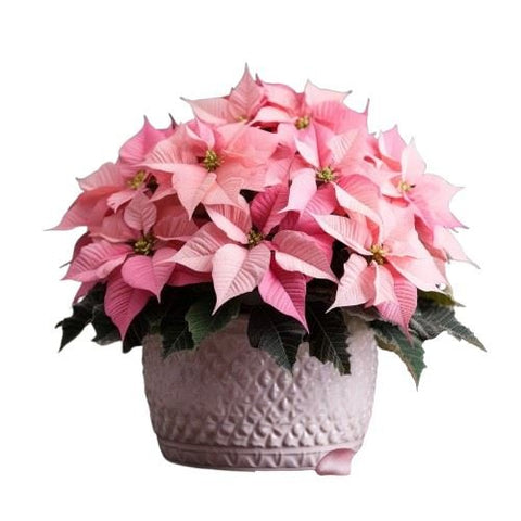 Stunning Light Pink Poisenttia in Luxury Ceramic Pot - Flowers Box London