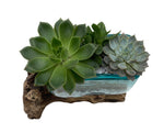 Succulent Arrangement in Glass Rectangle Pot on Wood