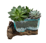 Succulent Arrangement in Glass Rectangle Pot on Wood