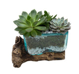 Succulent Arrangement in Glass Rectangle Pot on Wooden - Flowers Box London