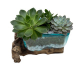 Succulent Arrangement in Glass Rectangle Pot on Wooden - Flowers Box London