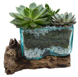 Succulent Arrangement in Glass Rectangle Pot on Wooden - Flowers Box London