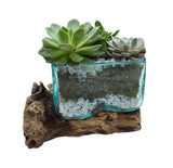 Succulent Arrangement in Glass Rectangle Pot on Wooden - Flowers Box London