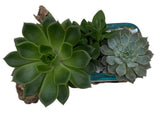 Succulent Arrangement in Glass Rectangle Pot on Wooden - Flowers Box London