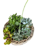 Succulent Arrangement in Round Wicker Basket - Flowers Box London