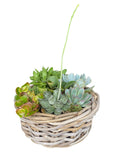 Succulent Arrangement in Round Wicker Basket - Flowers Box London