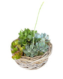 Succulent Arrangement in Round Wicker Basket - Flowers Box London