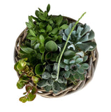Succulent Arrangement in Round Wicker Basket - Flowers Box London