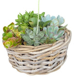 Succulent Arrangement in Round Wicker Basket - Flowers Box London