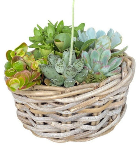 Succulent Arrangement in Round Wicker Basket - Flowers Box London