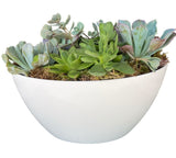 Succulent in White Oval Pot - Flowers Box London