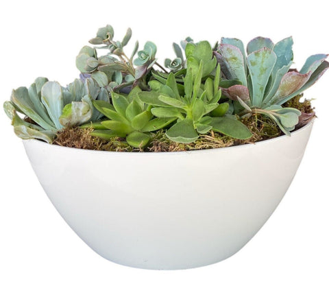 succulent planter uk Succulent in White Oval Pot