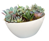 Succulent in White Oval Pot - Flowers Box London