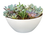 Succulent in White Oval Pot - Flowers Box London