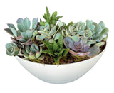 Succulent in White Oval Pot - Flowers Box London