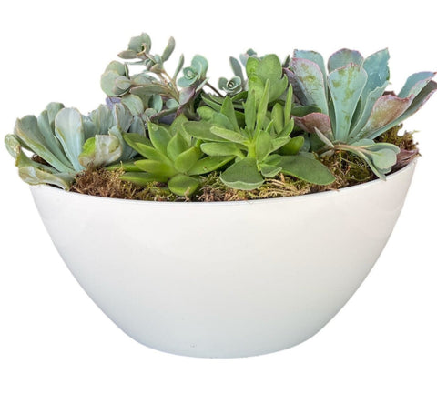 Succulent in White Oval Pot