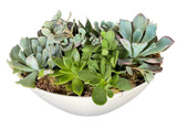 Succulent in White Oval Pot - Flowers Box London