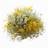 Sunshine Wild Mimosa Blooms - Flowers Box London