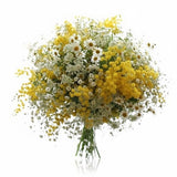 Sunshine Wild Mimosa Blooms - Flowers Box London