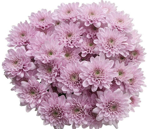 Sweet Dreams Pink Chrysanthemum Bouquet - Flowers Box London