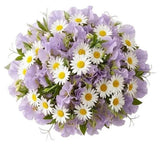 Sweet Pea and Daisy Bouquet - Flowers Box London