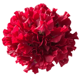 Sweet Pea Flower Bouquet - Flowers Box London