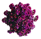 Sweet Pea Flower Bouquet - Flowers Box London