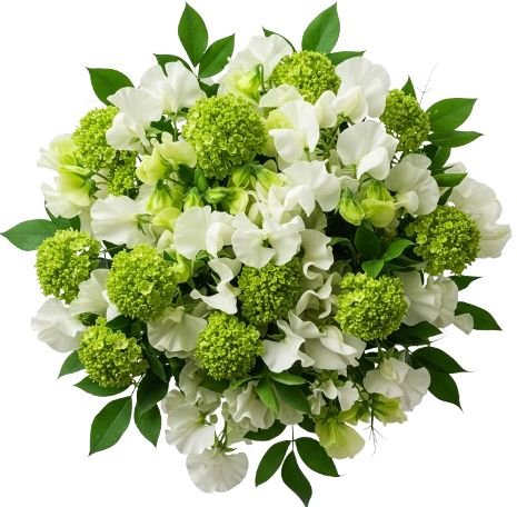 Sweet Peas in Blooming Green Bouquet - Flowers Box London