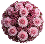 The Beauty of Pink Dahlia with Wax Flowers Bouquet - Flowers Box London