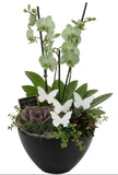 The Orchid Luxe Arrangement - Flowers Box London