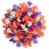 Three Colours Sweet Pea Bouquet - Flowers Box London