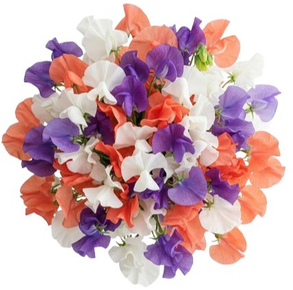 Three Colours Sweet Pea Bouquet