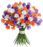 Three Colours Sweet Pea Bouquet - Flowers Box London
