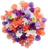 Three Colours Sweet Pea Bouquet - Flowers Box London