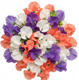 Three Colours Sweet Pea Bouquet - Flowers Box London
