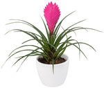 Tillandsia Cyanea in Ceramic Pot - Flowers Box London