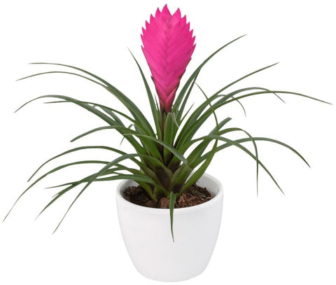Tillandsia Cyanea in Ceramic Pot - Flowers Box London