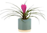 Tillandsia Cyanea in Ceramic Pot - Flowers Box London