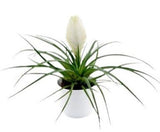 Tillandsia Cyanea in Ceramic Pot - Flowers Box London