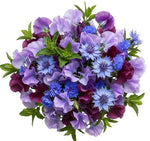 Touch of the Garden - Sweet Pea and Cornflowers Bouquet