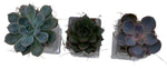 Trio Mini Succulent Arrangement