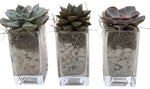 Trio Mini Succulent Arrangement