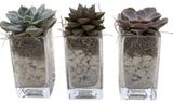 Trio Mini Succulent Arrangement