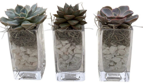 Trio Mini Succulent Arrangement