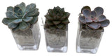 Trio Mini Succulent Arrangement - Flowers Box London