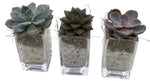 Trio Mini Succulent Arrangement