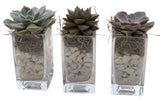 Trio Mini Succulent Arrangement - Flowers Box London