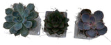 Trio Mini Succulent Arrangement - Flowers Box London