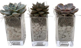 Trio Mini Succulent Arrangement - Flowers Box London